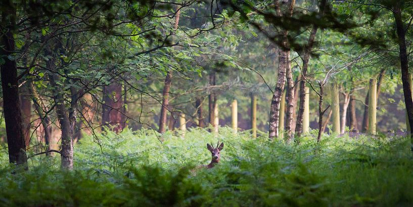 Ree in het bos by Evert Jan Kip