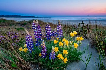 Blühende Wiese am Strand – Sonnenuntergang von Poster Art Shop