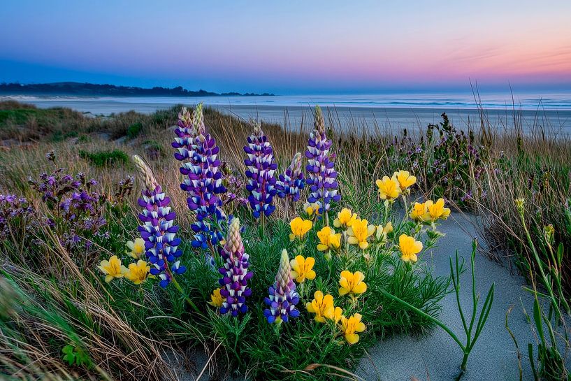 Bloeiende weide op het strand - zonsondergang van Poster Art Shop