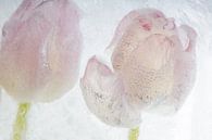 2 tulpen in kristalhelder ijs van Marc Heiligenstein thumbnail
