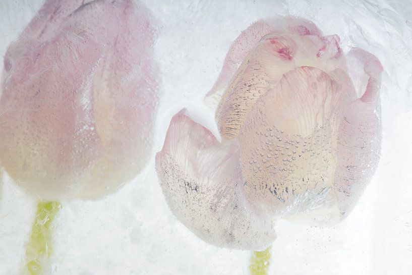 2 tulpen in kristalhelder ijs van Marc Heiligenstein