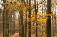 Holländischer Waldweg im Herbst von Peter Haastrecht, van Miniaturansicht