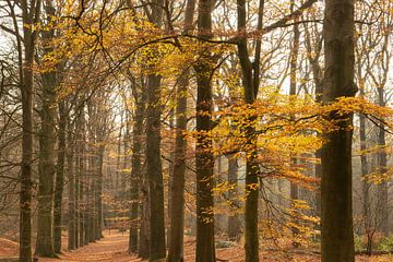 Sentier forestier hollandais en automne sur Peter Haastrecht, van