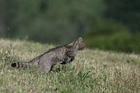 Wilde kat