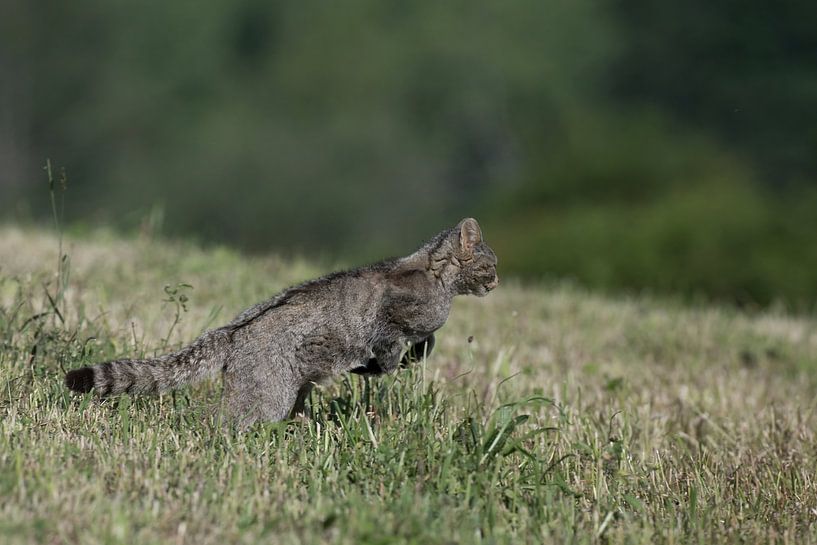 Wilde kat van Wiel Arets