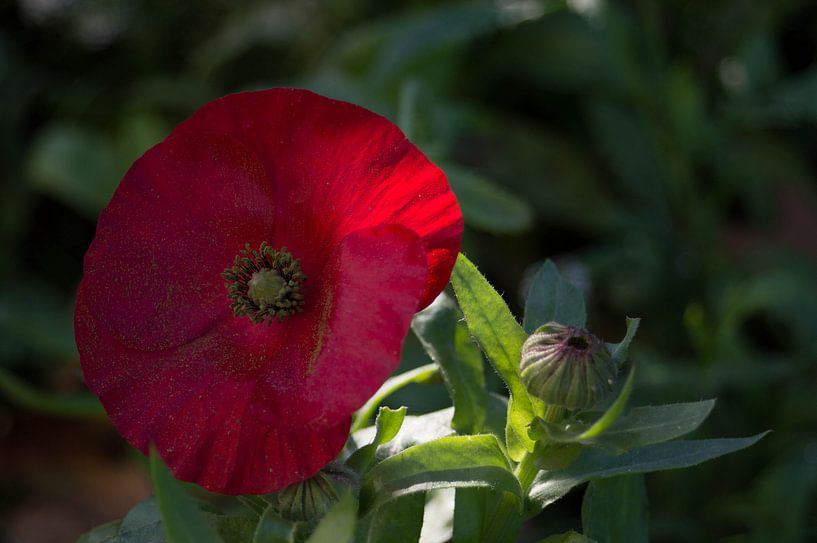 klaproos in de zon van Eugene Lentjes
