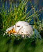 Duck ( quack)
