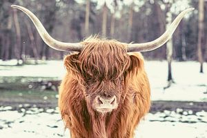 Schottische Highlander-Rinder im Schnee während des Winters in einem Wald