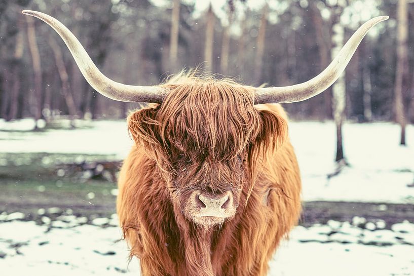 Scottish Highlander cattle in the snow during winter in a forest by Sjoerd van der Wal Photography