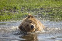 Playful Refreshment: A Brown Bear in Action