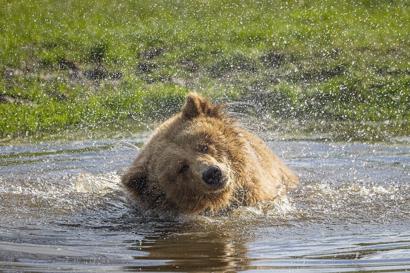 Spielerische Erfrischung: Ein Braunbär in Aktion von Triki Photography