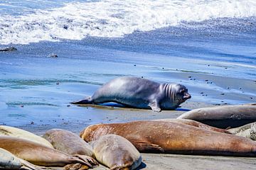 Zeehonden in Californië van Barbara Riedel
