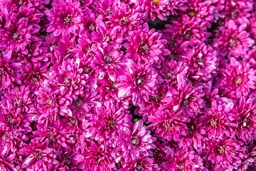 Chrysantheme Hintergrund von Egon Zitter