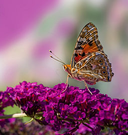 Distelfalter 2 von Wilna Thomas