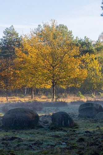 verdwaalde keien met een berk in herfstkleuren