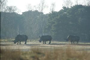 Neushoorns sur Roy Wellner