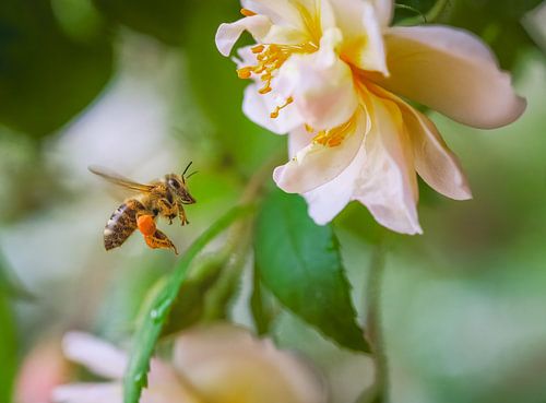 Macro d'une abeille volante devant une fleur de rosier grimpant