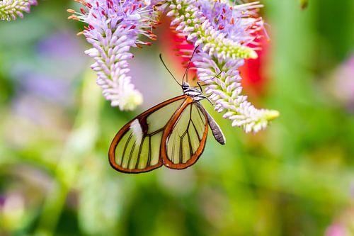 Glass butterfly