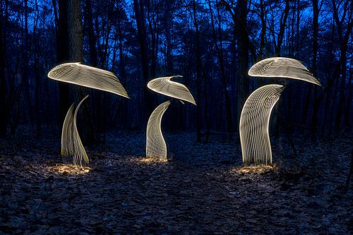 Lightpainting paddenstoelen van Liesbeth van Asselt
