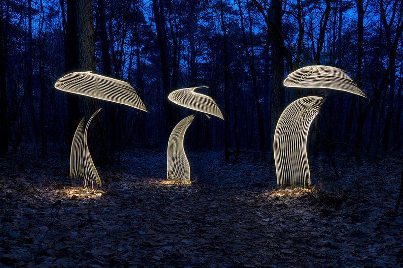 Peinture lumineuse sur les champignons par Liesbeth van Asselt