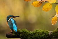 Eisvogel in der Herbstsonne.