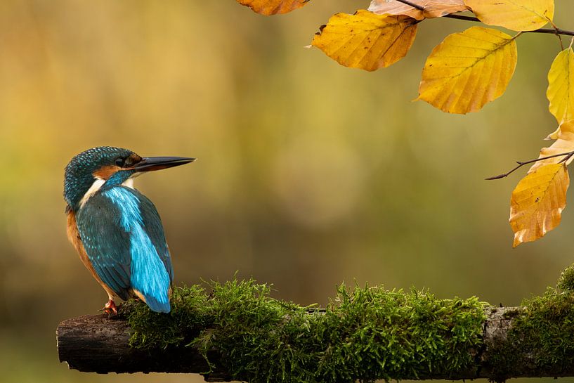 Eisvogel in der Herbstsonne. von Gerrit van de Velde