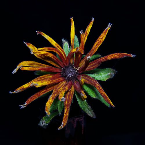 Rudbeckia at the end of its flowering season