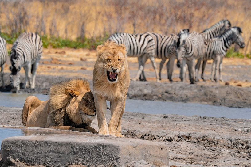 Lion in Namibia, Africa by Patrick Groß