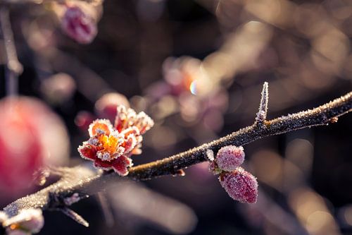 The splendor of a frozen red Japanese Ornamental Flower
