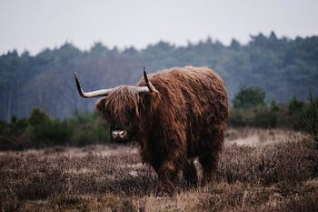 Schotse Hooglander op de westerheide