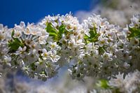 Fleurs de cerisier - fleurs sur le cerisier