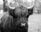 Schotse Hooglander koe van Maureen Materman thumbnail