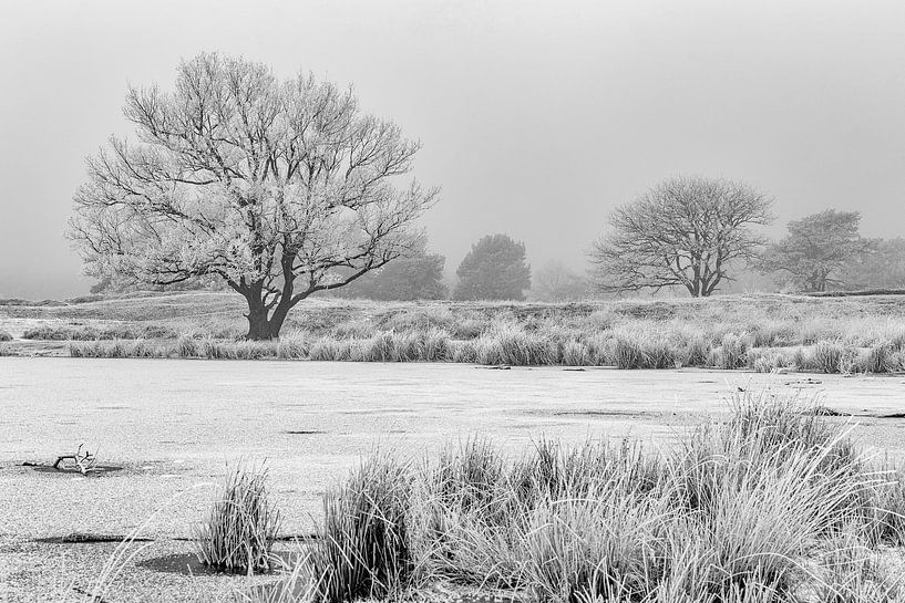 Hoarfrost trees in wintry landscape von Peter Bolman