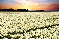 Witte tulpen in zonsondergang van Gert Hilbink thumbnail