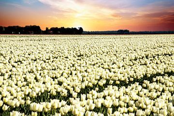Witte tulpen in zonsondergang van Gert Hilbink