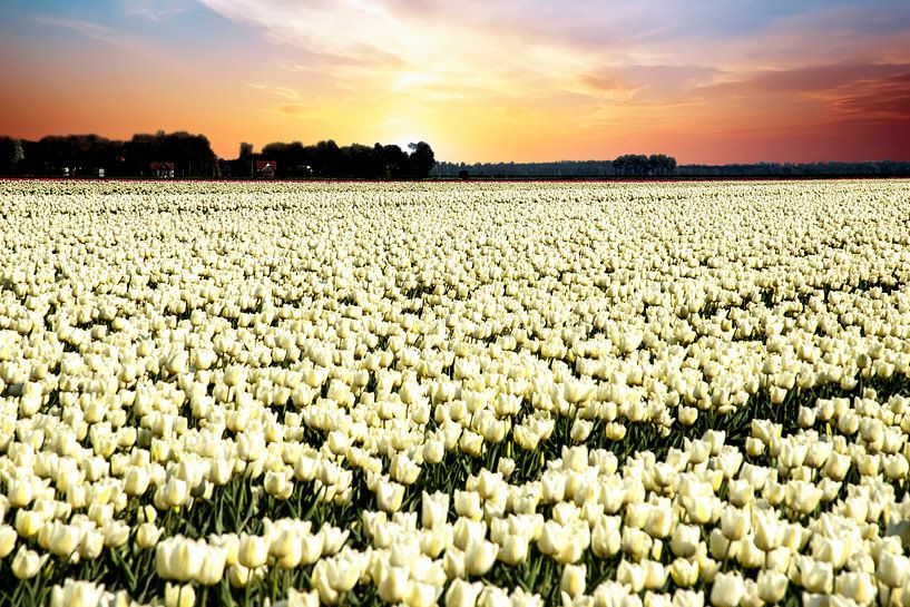 Witte tulpen in zonsondergang van Gert Hilbink