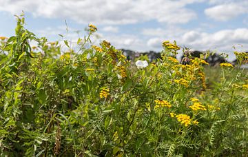 Feld mit gelben und weißen Feldblumen