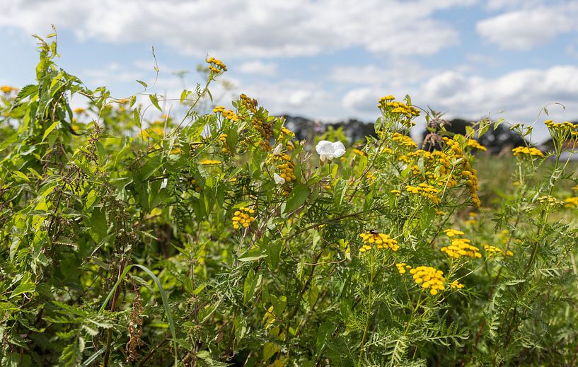 champ de fleurs de champs jaunes et blanches par ChrisWillemsen