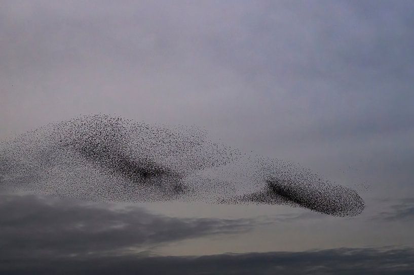 Starling murmuration during sunset at the end of the day by Sjoerd van der Wal Photography