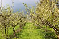Frühe Blütezeit in der Betuwe