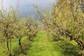 Vroege bloesem in de Betuwe
