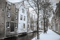 Jardin de choux dans la neige à Alkmaar, Pays-Bas