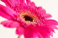 Roze gerbera op witte achtergrond van Monique van Helden thumbnail