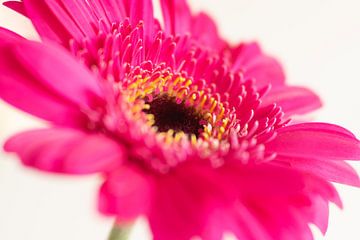 Roze gerbera op witte achtergrond