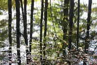 Reflectie van de bomen in het water in de herfst