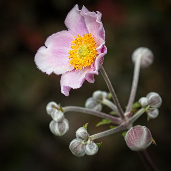 Wood anemone by Rob Boon