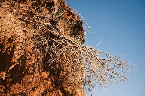 Rauwe Schoonheid van Ibiza: Boomwortels in rots // Natuur- en Reisfotografie