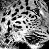 Panthère en noir et blanc sur Emajeur Fotografie
