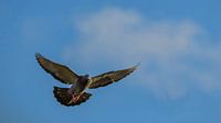 floating carrier pigeon.