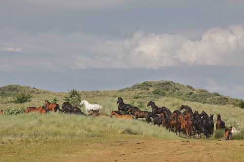 Paarden in de Kooikersdunen